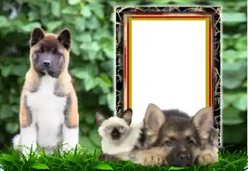 Фотоефект з категорії Різні № 167876