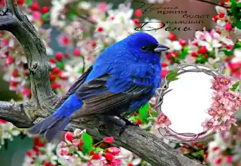 Фотоефект з категорії Різні № 70998. Надпис на рамці: Пусть ярким будет каждый День...