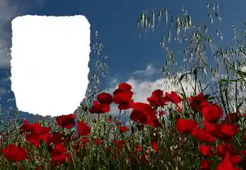 Фотоефект з категорії Літо № 114434 Фотоефект з категорії Літо № 114434