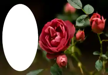 Фотоефект з категорії Жіночі фоторамки № 47314